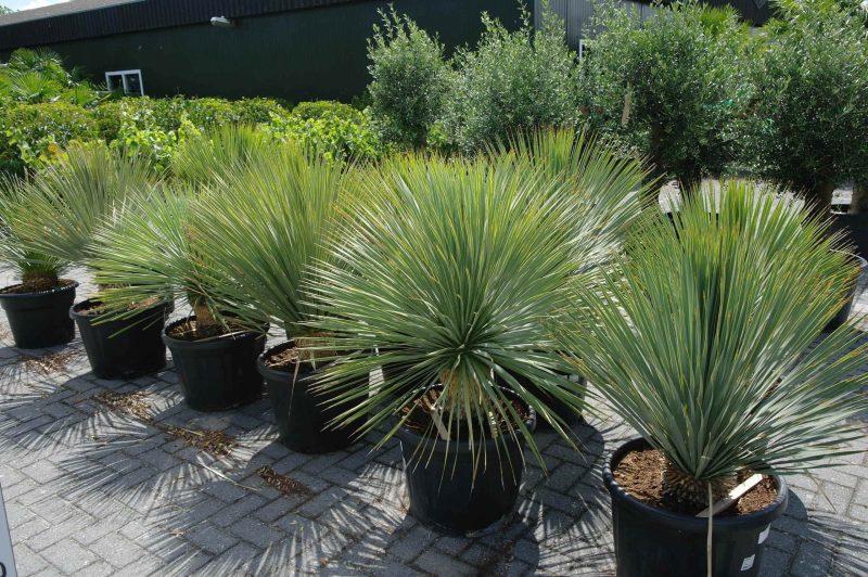 Yucca Rostrata - Afbeelding 4