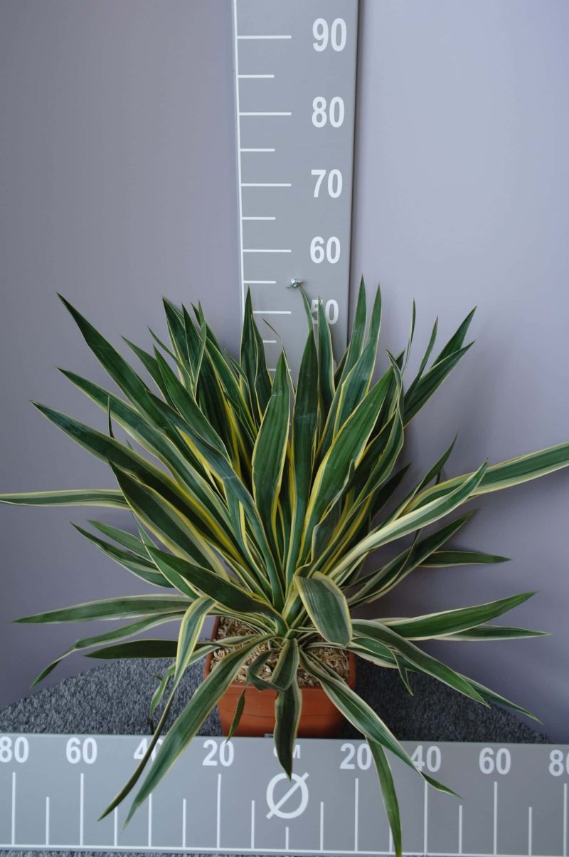 Yucca Gloriosa Variegata
