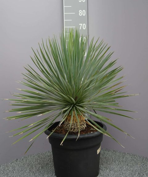 Yucca Rostrata