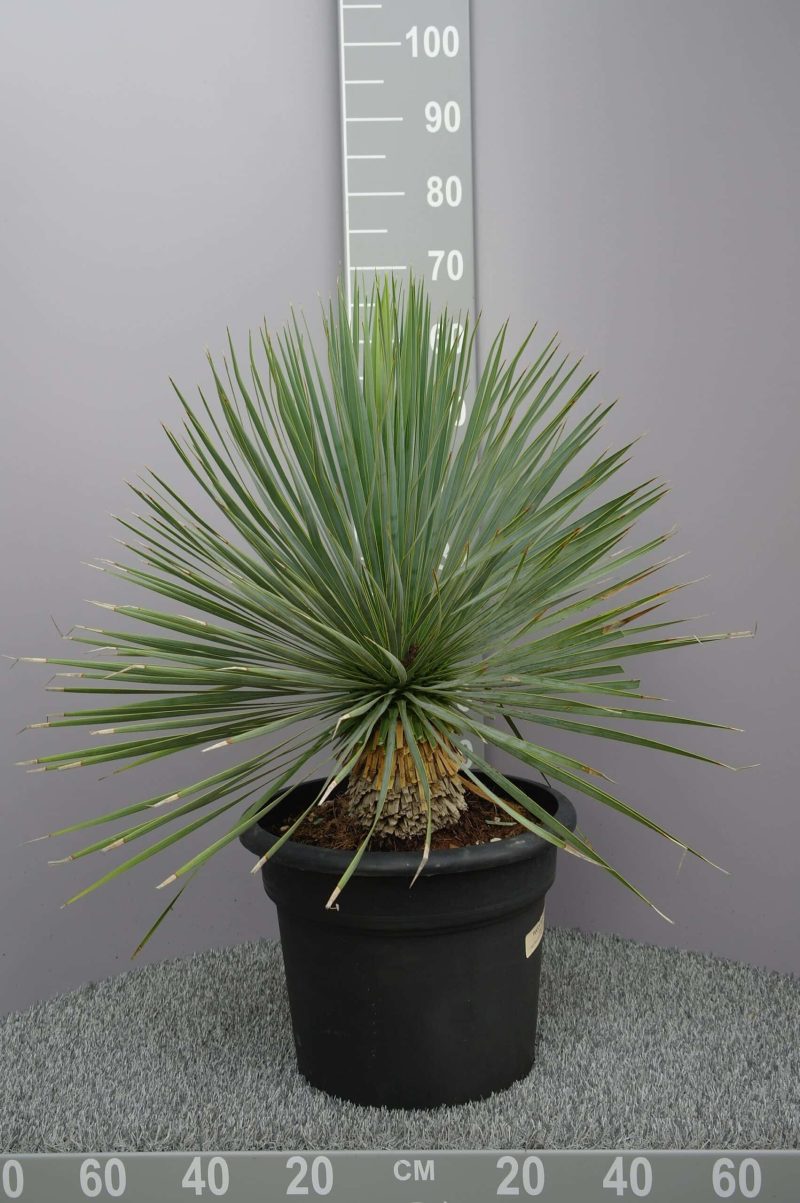 Yucca Rostrata