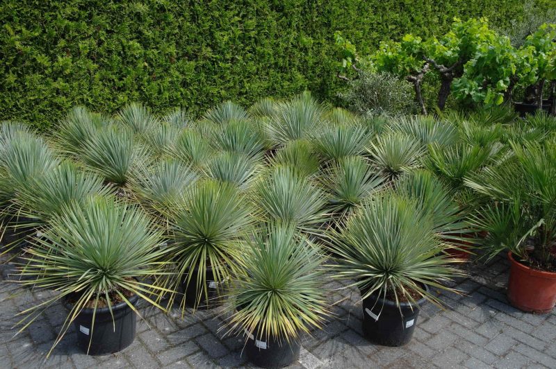 Yucca Rostrata - Afbeelding 5