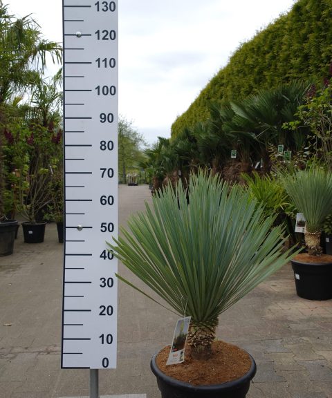 Yucca Rostrata 'Blue Swan'