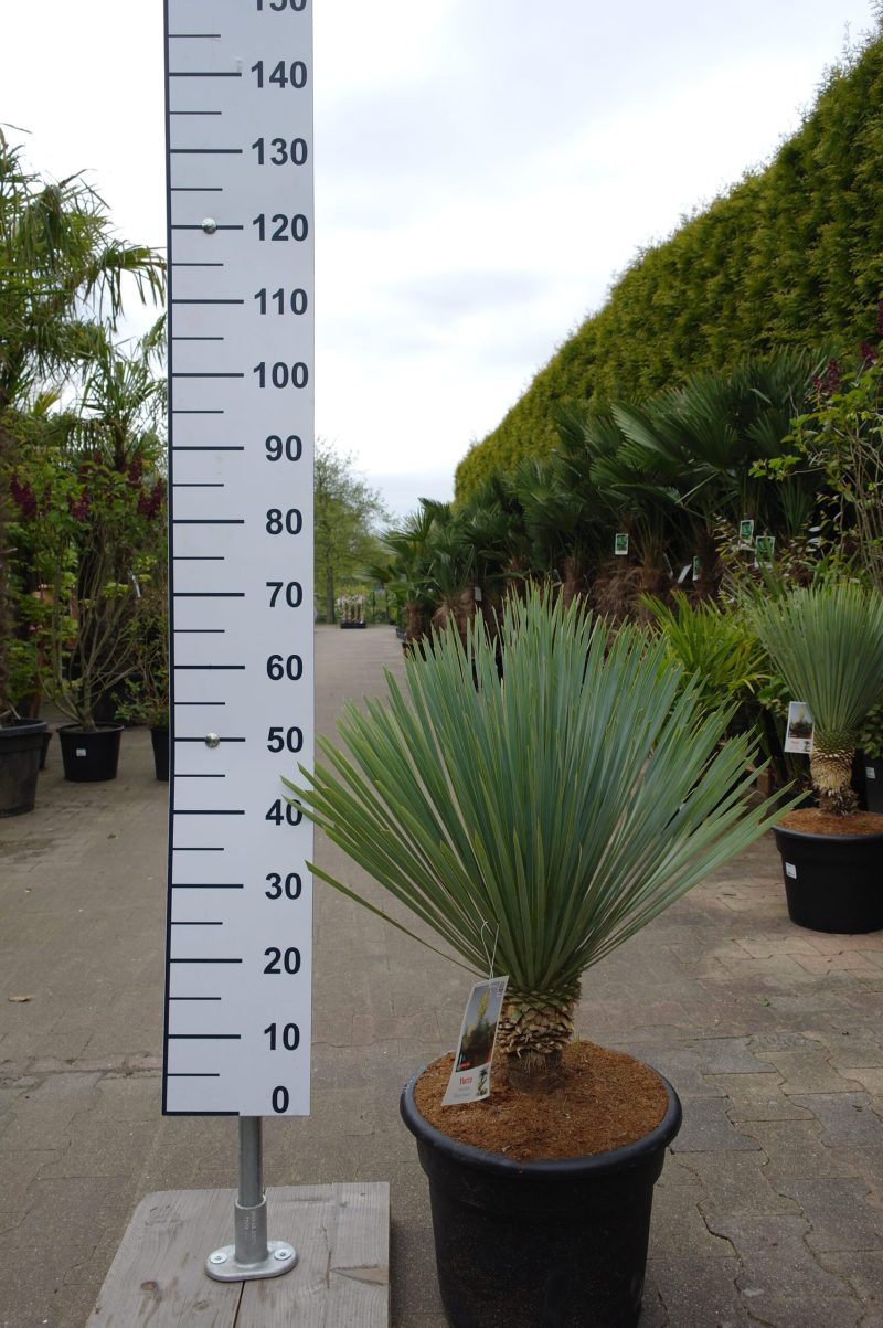 Yucca Rostrata 'Blue Swan'