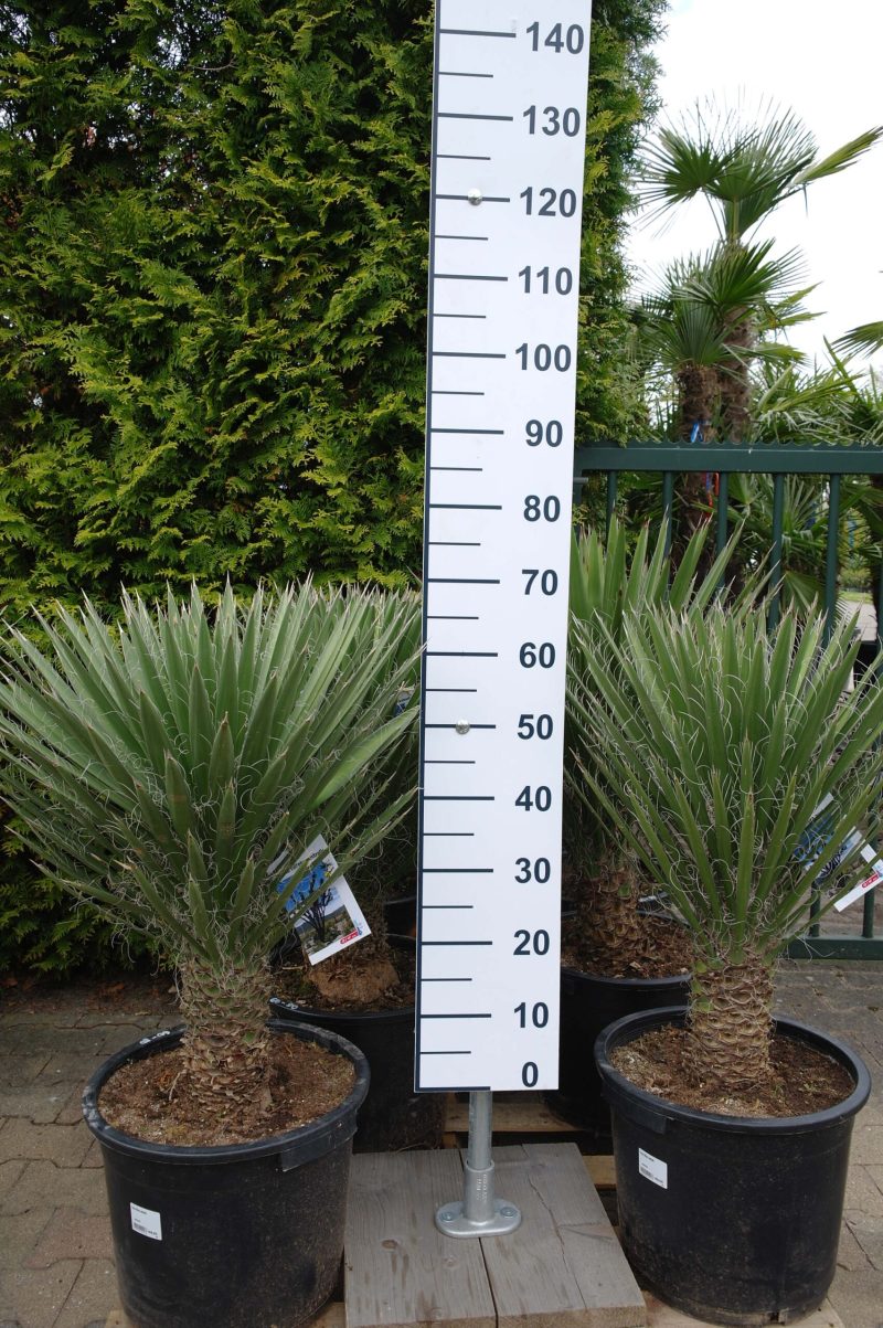 Yucca Filifera