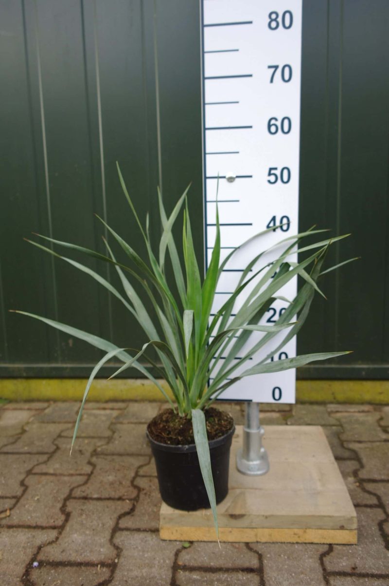 Yucca Gloriosa