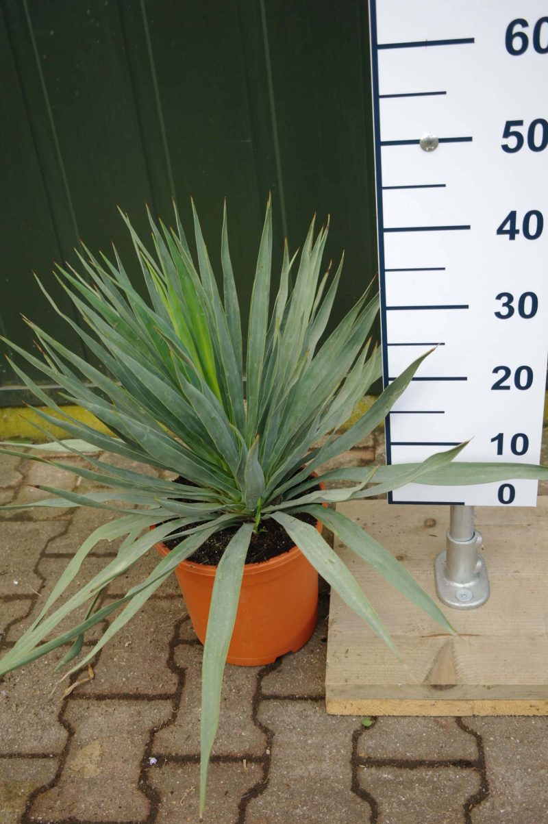 Yucca Gloriosa