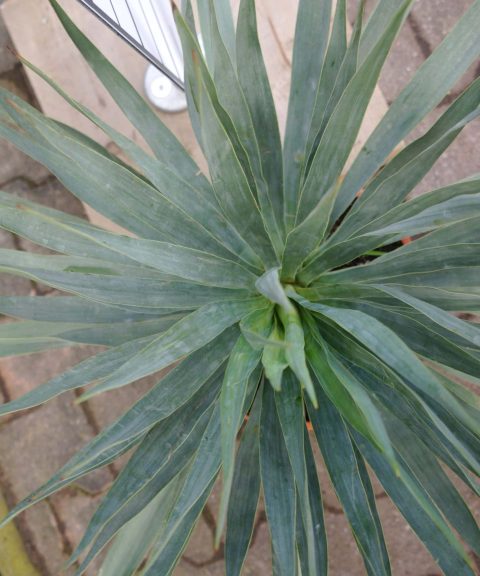 Yucca Gloriosa