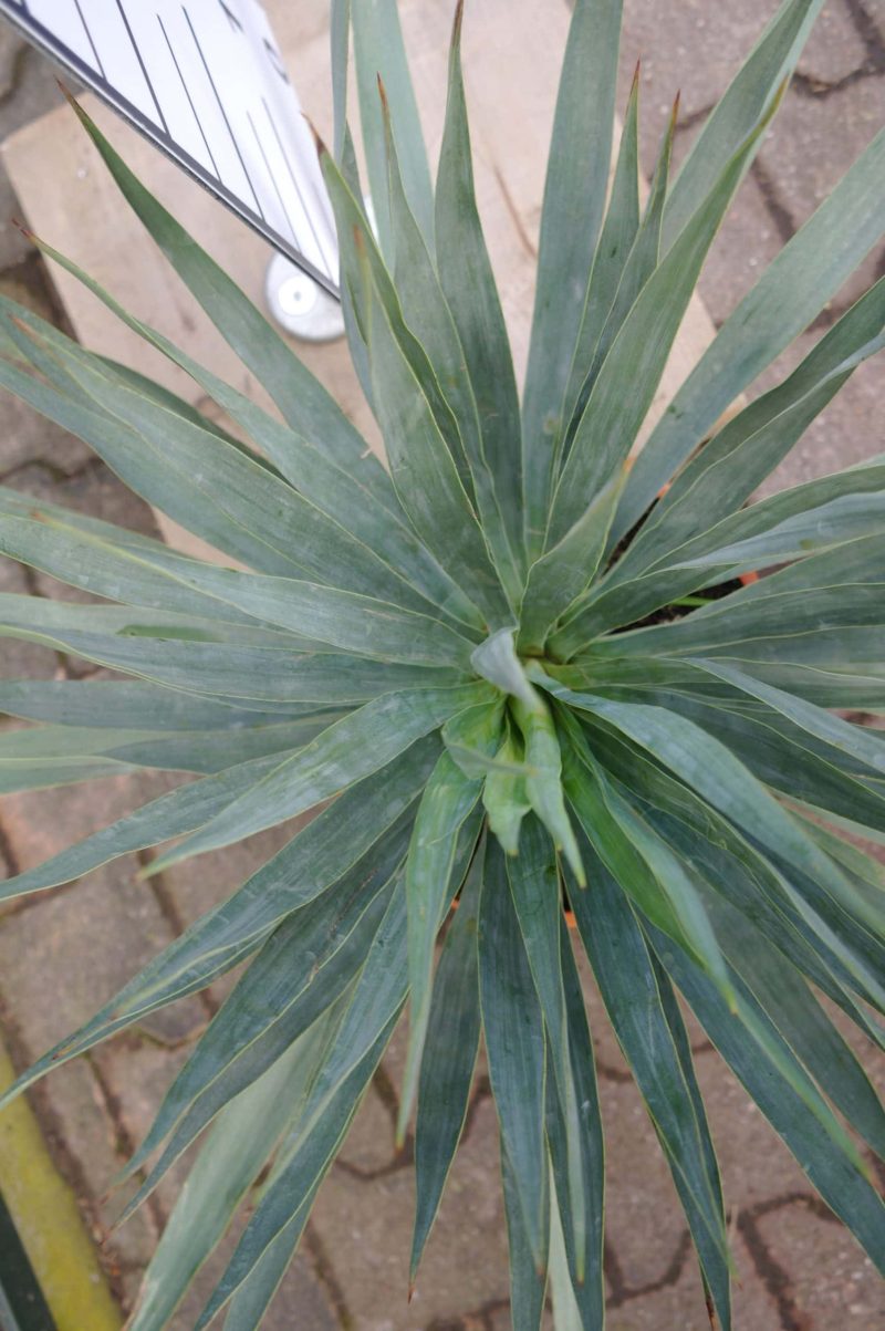 Yucca Gloriosa - Afbeelding 2