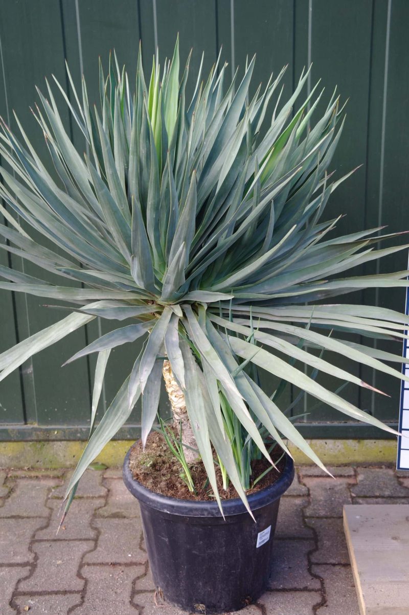 Yucca Gloriosa - Afbeelding 2