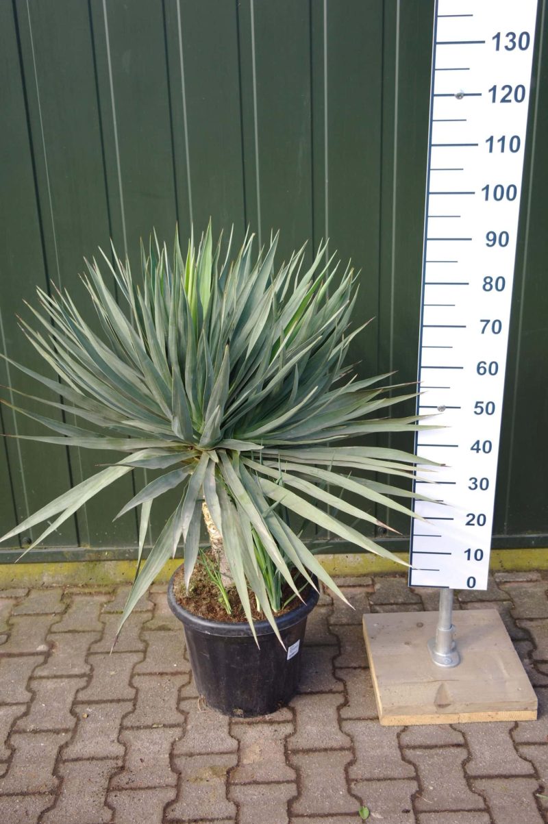 Yucca Gloriosa