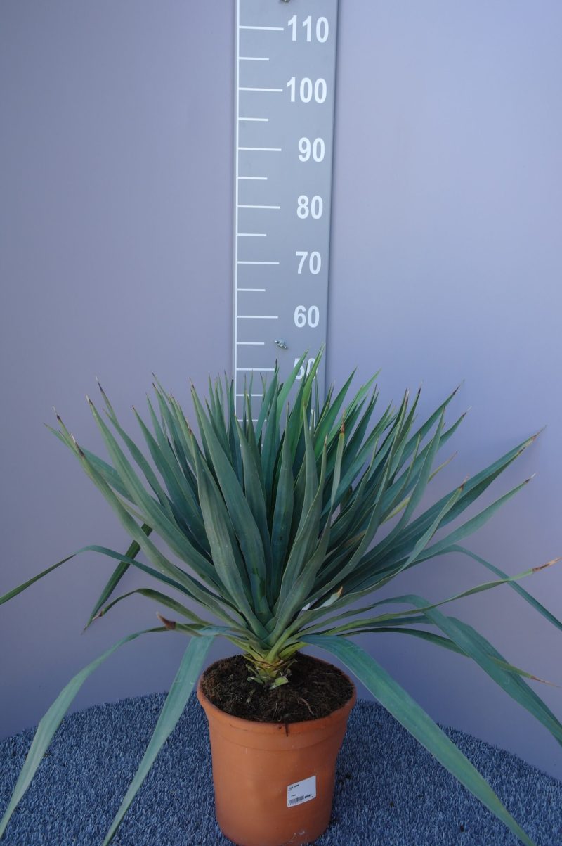 Yucca Gloriosa