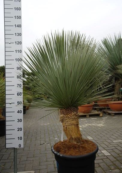 Yucca Linearifolia