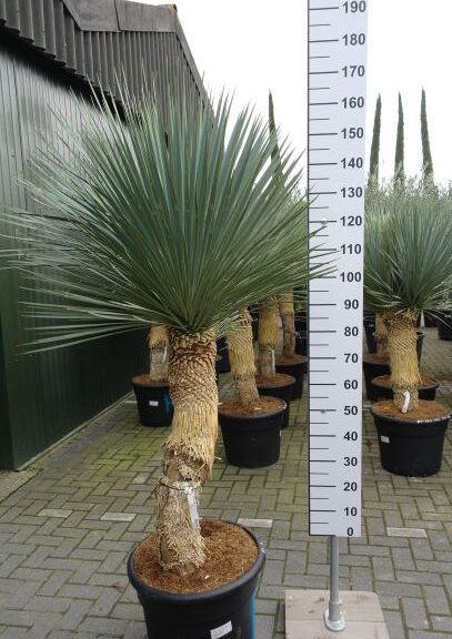 Yucca Linearifolia meerkoppig