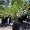 Yucca Rostrata