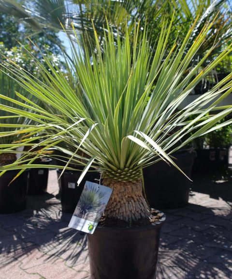 Yucca Rostrata