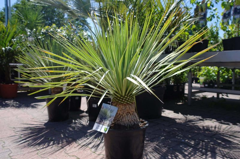 Yucca Rostrata