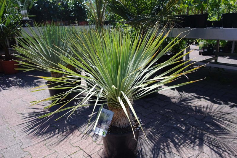 Yucca Rostrata - Afbeelding 2
