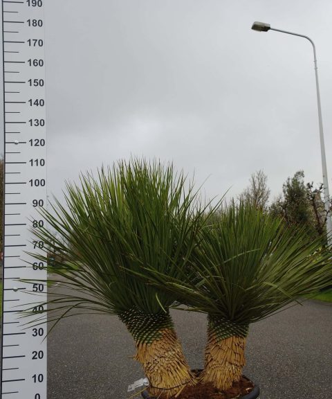 Yucca Linearifolia meerstammig