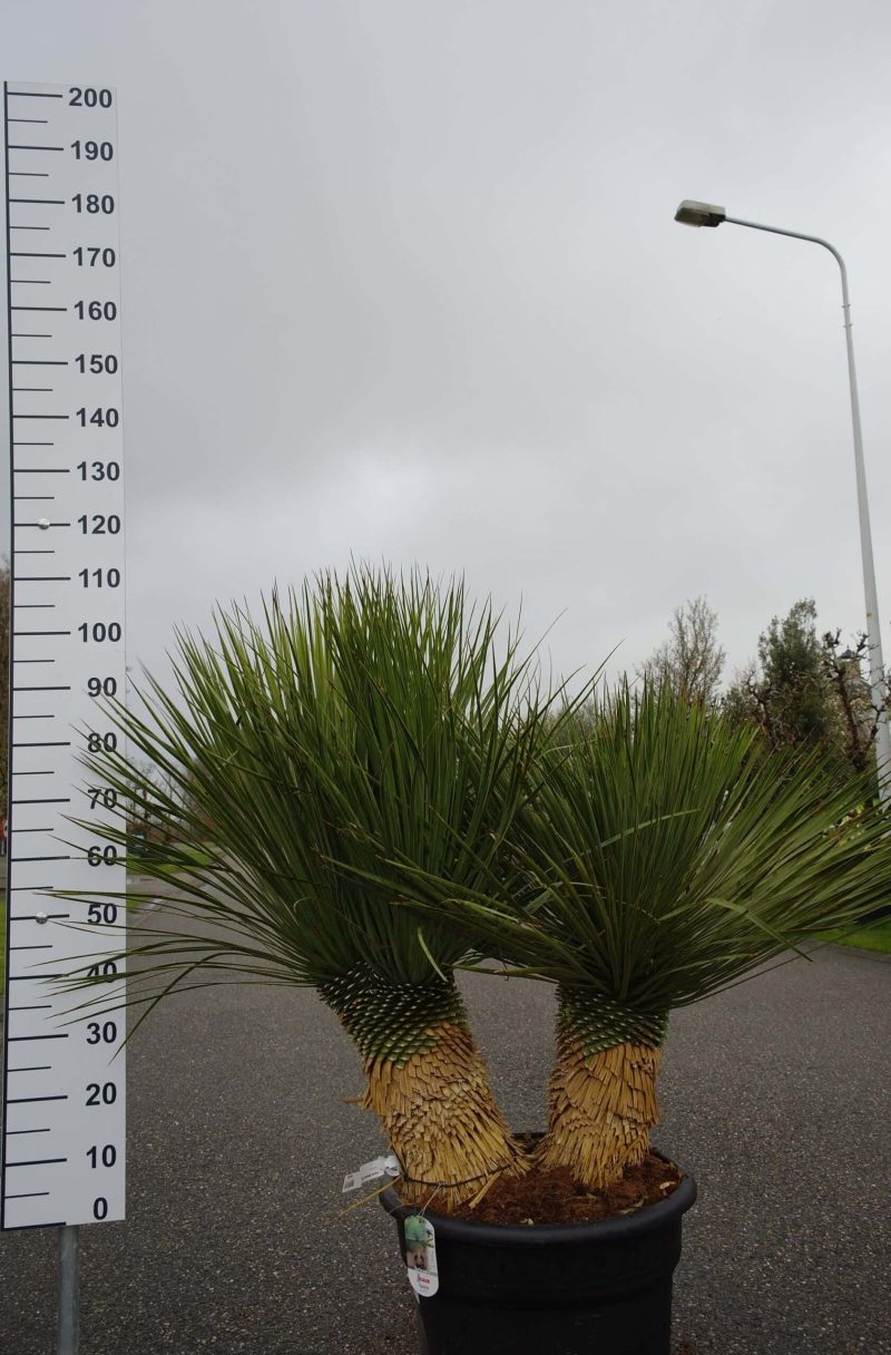 Yucca Linearifolia meerstammig