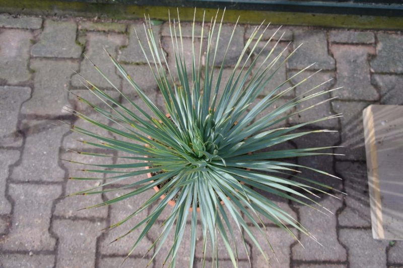 Yucca Rostrata 'Blue Swan' - Afbeelding 2