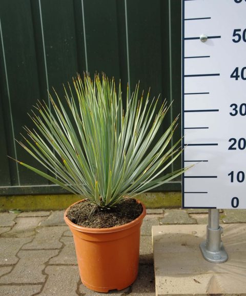 Yucca Rostrata 'Blue Swan'