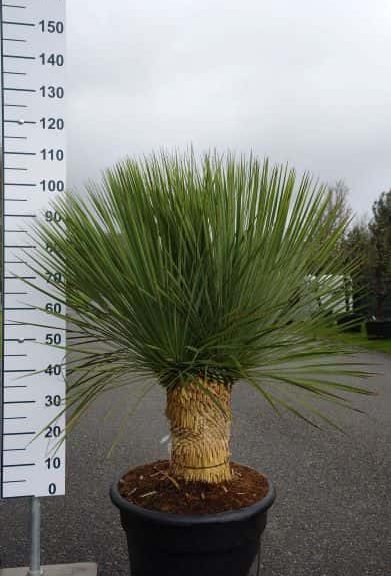 Yucca Linearifolia meerkoppig