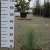 Yucca Rostrata in schaal