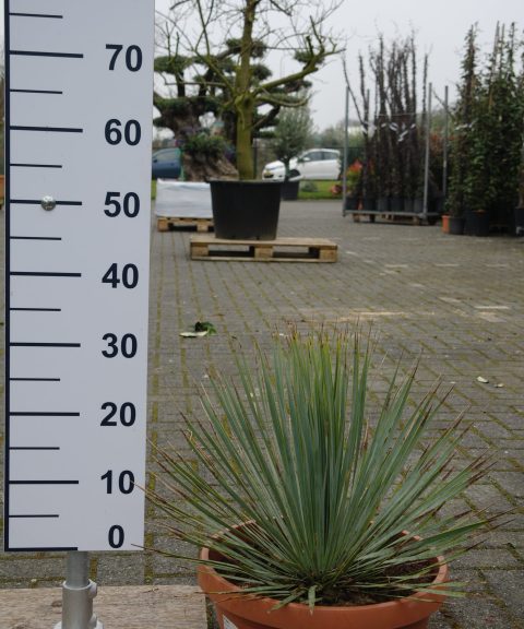Yucca Rostrata in schaal