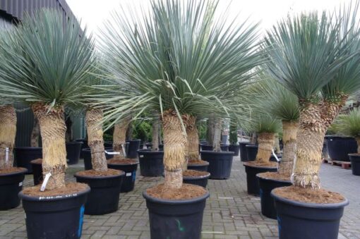 Yucca Linearifolia - Afbeelding 2