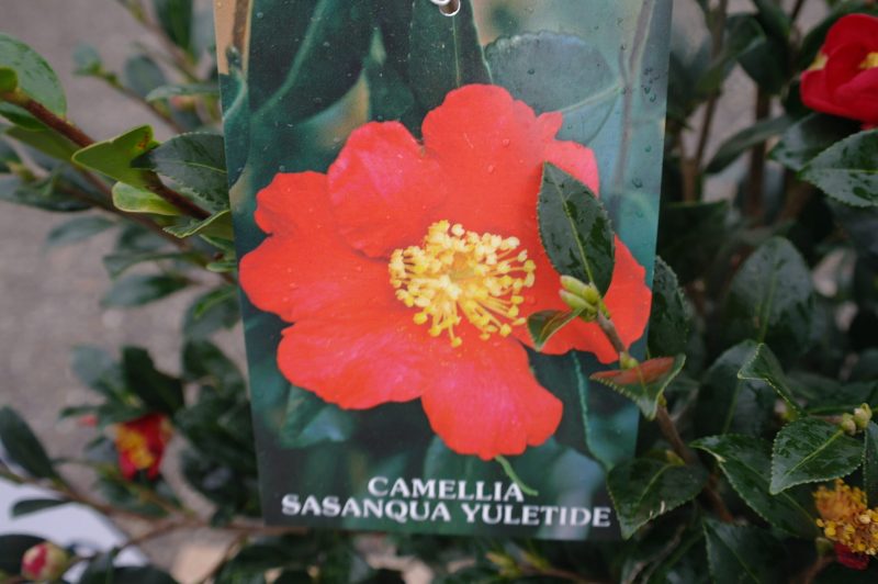 Camellia Sasanqua 'Yuletide' - Afbeelding 2
