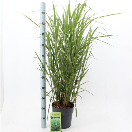 Miscanthus sinensis ‘Zebrinus’