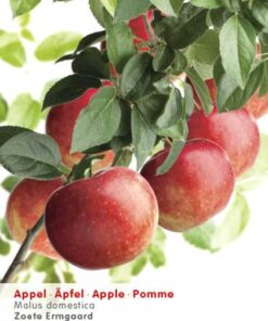 Malus domestica 'Zoete Ermgaard' laagstam