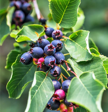 Amelanchier Alnifolia 'Greatberry Garden'-  Krentenboompje - Afbeelding 2