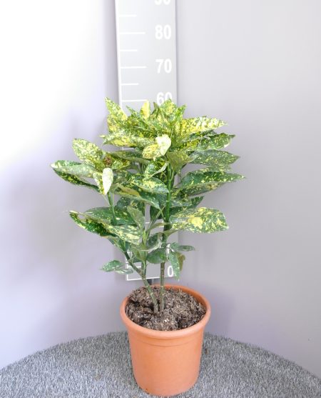 Aucuba Japonica 'Crotonifolia' - broodboom