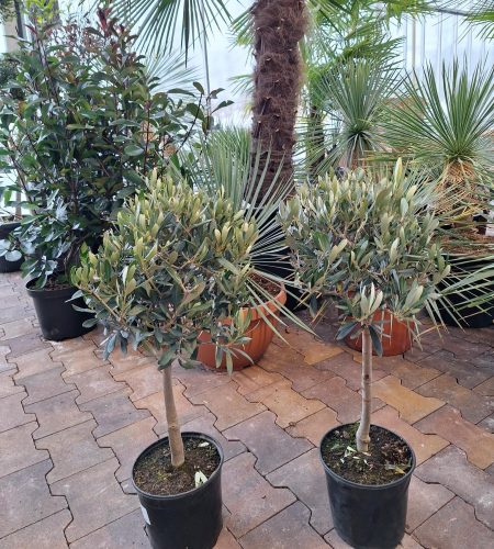 Olijfboom Olea europaea op stam