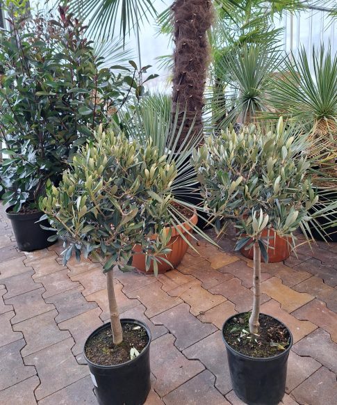Olijfboom Olea europaea op stam