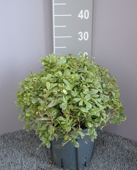 Pittosporum tobira Nanum 'Neige du mont ventoux' - Australische Laurier