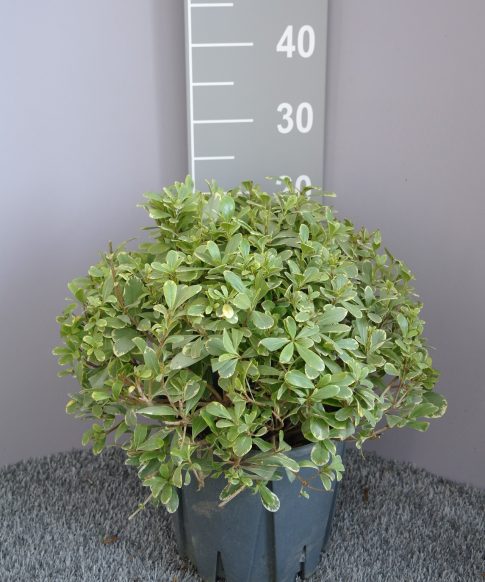 Pittosporum tobira Nanum 'Neige du mont ventoux' - Australische Laurier