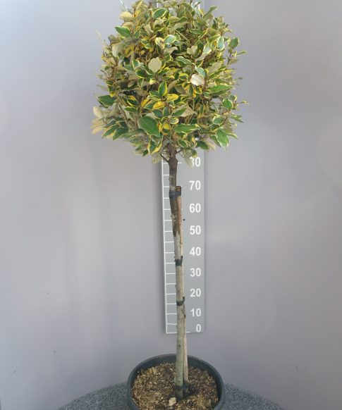 Elaeagnus Ebbingei vivileg op stam - Olijfwilg 80-100 cm stam