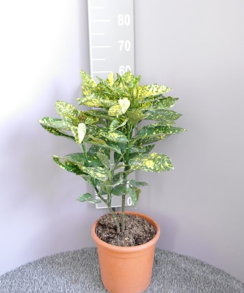 Aucuba Japonica 'Crotonifolia' - broodboom