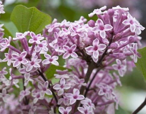 Sering 'Josée' - Dwerg sering