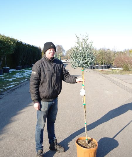 Winterharde Eucalyptus op stam -  Eucalyptus gunnii 'Azura'