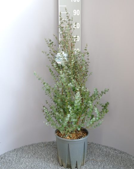 Winterharde Eucalyptus struik -  Eucalyptus gunnii 'Azura'