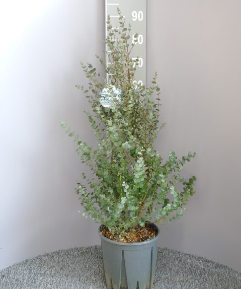 Winterharde Eucalyptus struik -  Eucalyptus gunnii 'Azura'