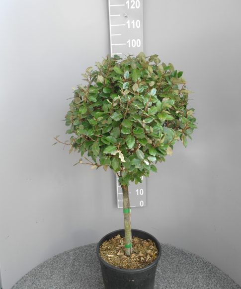 Elaeagnus Ebbingei op korte stam - Olijfwilg op stam