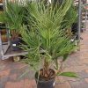 Chamaerops Humillis - Europese dwergpalm