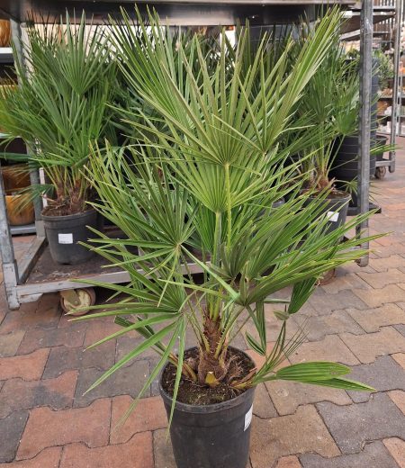 Chamaerops Humillis - Europese dwergpalm