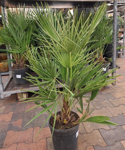 Chamaerops Humillis - Europese dwergpalm