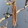 Corylus avellana 'Contorta' - Kronkelhazelaar