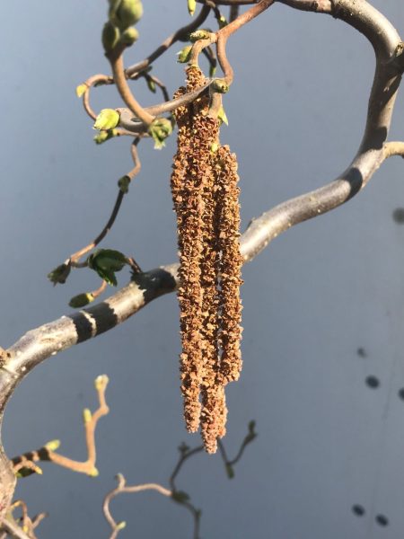 Corylus avellana 'Contorta' - Kronkelhazelaar